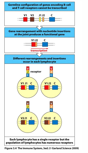 <p>-gene rearrangement produces huge variety in antigen receptors</p><p>-millions of lymphocytes = millions of receptors, but 1 new lymphocyte = 1 unique receptor</p>