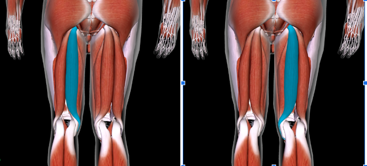 <p>Function: <strong>FLEX LEG AT KNEE + ROTATE THIGH AT HIP</strong></p><p><strong>SANDWICHED between Semimembranosus and Biceps Femoris </strong></p>