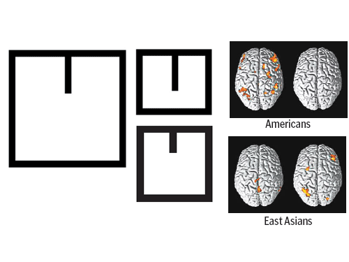 <p>Result: The “absolute“ line should be more 12mm long. The “relative” line should be 6mm long.</p><p></p><p>Explanation: people from the western cultures tend to perform better at the absolute task, while people from non-western cultures tend to perform better on the relative task.</p><p></p><p>The same task elicits different patterns of brain activation across cultures.</p>