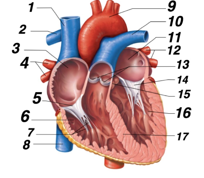 <p>What is 3 called?</p>