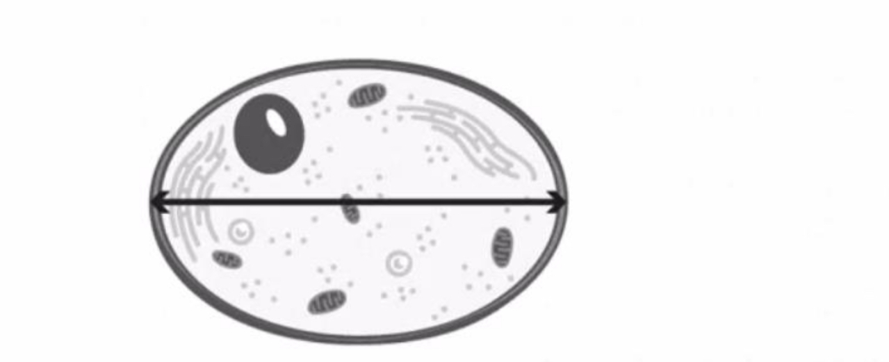 <p>The measurement indicated by the line across the center of the cell is best referred to as which of the following?</p>