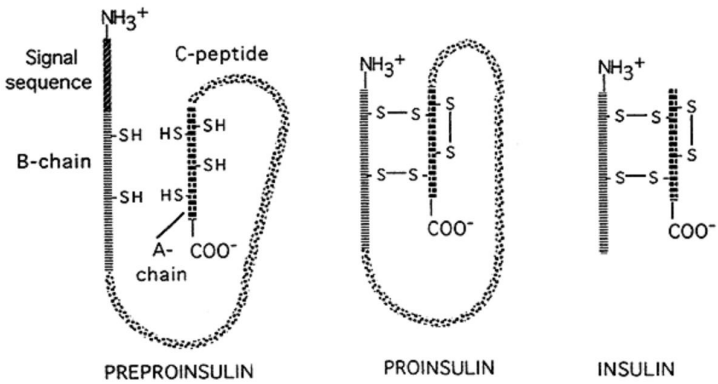 <p>Many protein are cleaved by proteolysis to their active form. The inactive precursors are called <strong>proproteins</strong>. Irreversible</p>