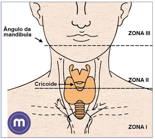 <p>entre ângulo da mandíbula e base do crânio <br>carótida distal, glândulas salivares, faringe <br>fazer imagem </p>