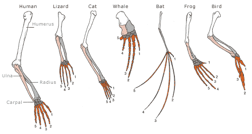 Comparative Anatomy- the comparison of the body structure of different species

Attests that evolution is a remodeling process in which ancestral structures become modified as they take on new functions.

Homology- The similarity in structures(but not function) due to descent from a common ancestor

     ex. remodeling of the pattern of bones forming the forelimbs of mammals for different functions