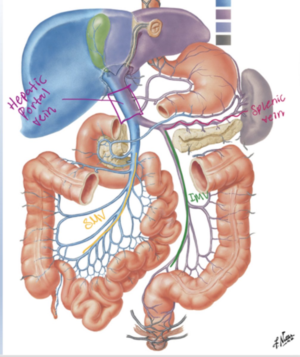 <p>Lower esophagus, umbilical region, and upper anal canal.</p>