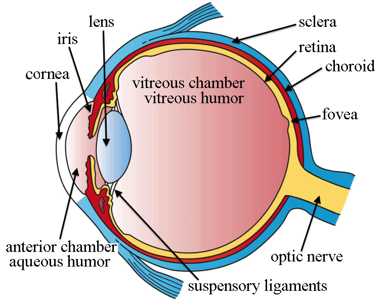 <p><span style="color: rgb(43, 49, 80)">In which part of the body would you find aqueous humor?</span></p>