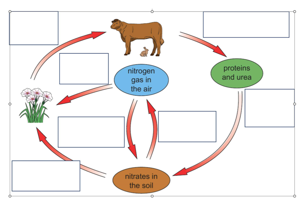 <p>Complete this diagram with the following words: nitrogen-fixing bacteria, feeding, death and execration, decomposers, denitrification</p>