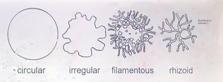 <p><span><span>__________ (image viewed from </span><u><span>above</span></u><span>)</span></span></p>