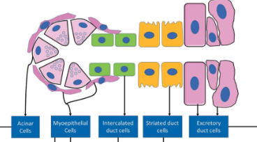 <p>1)</p><ul><li><p>Cellules acinaires et canaux intercalaires entourés de cellules myoépithéliales.</p></li><li><p>Canaux excréteurs et canaux striés entourés de cellules basales</p></li></ul><p>2)</p><ul><li><p>Cellules épithéliales (acini et canaux) : CK7, EMA, CK19</p></li><li><p>Cellules basales et myoépithéliales : p40 et p63</p></li><li><p>Cellules myoépithéliales uniquement : S100, calponine, CK5/6</p></li><li><p>Acini et canaux intercalés (épithéliales et myoépithéliales : SOX10</p></li></ul><p></p>