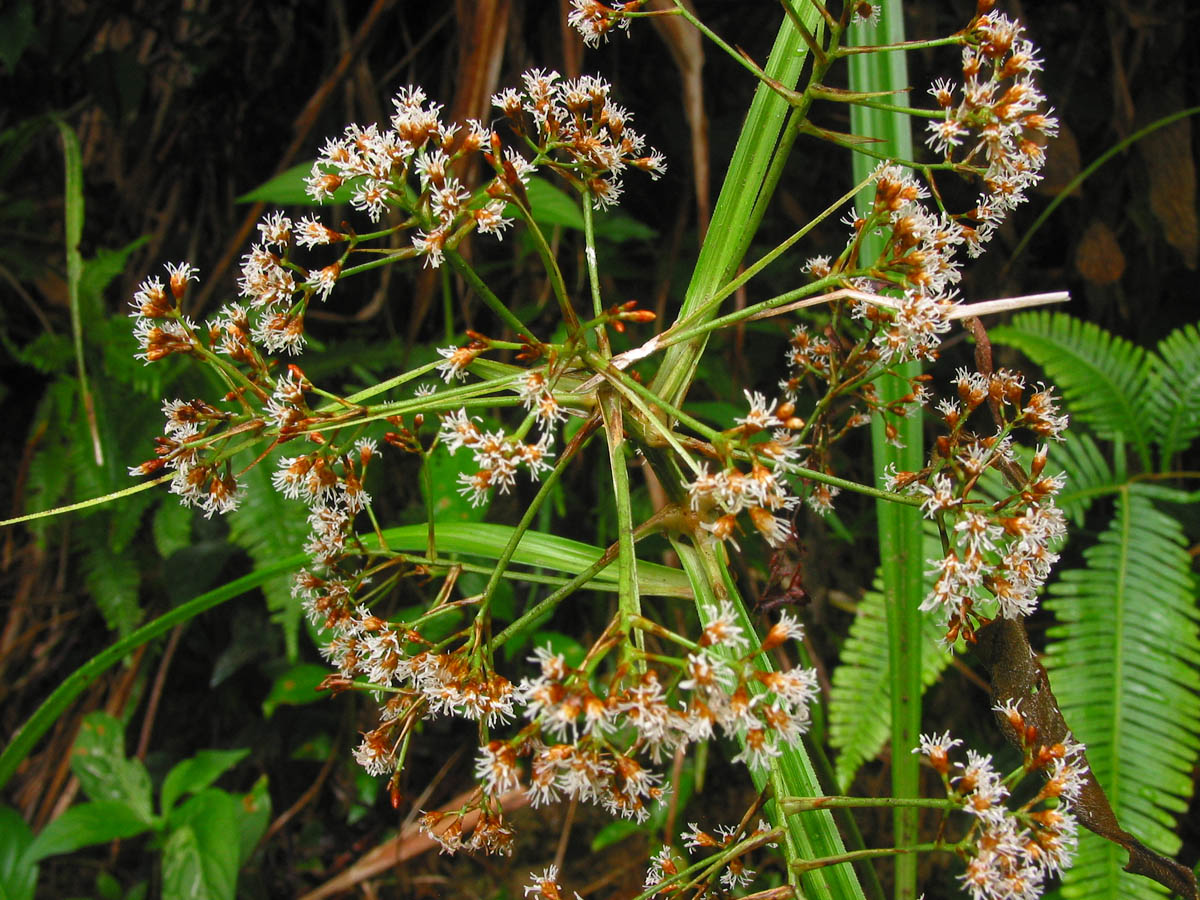 <p>What family does this plant belong to?</p>