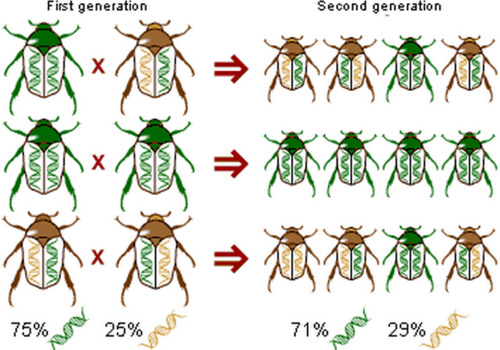 <p>-consists of adaptations that evolve on the smallest scale within a population, confined to one gene pool; generation-to-generation change</p>