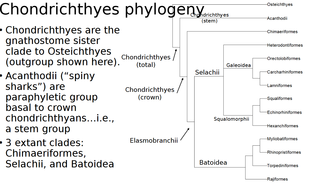 <p><span style="color: rgb(0, 0, 0);"><span>Chimaeriformes, Selachii, and Batoidea</span></span></p>