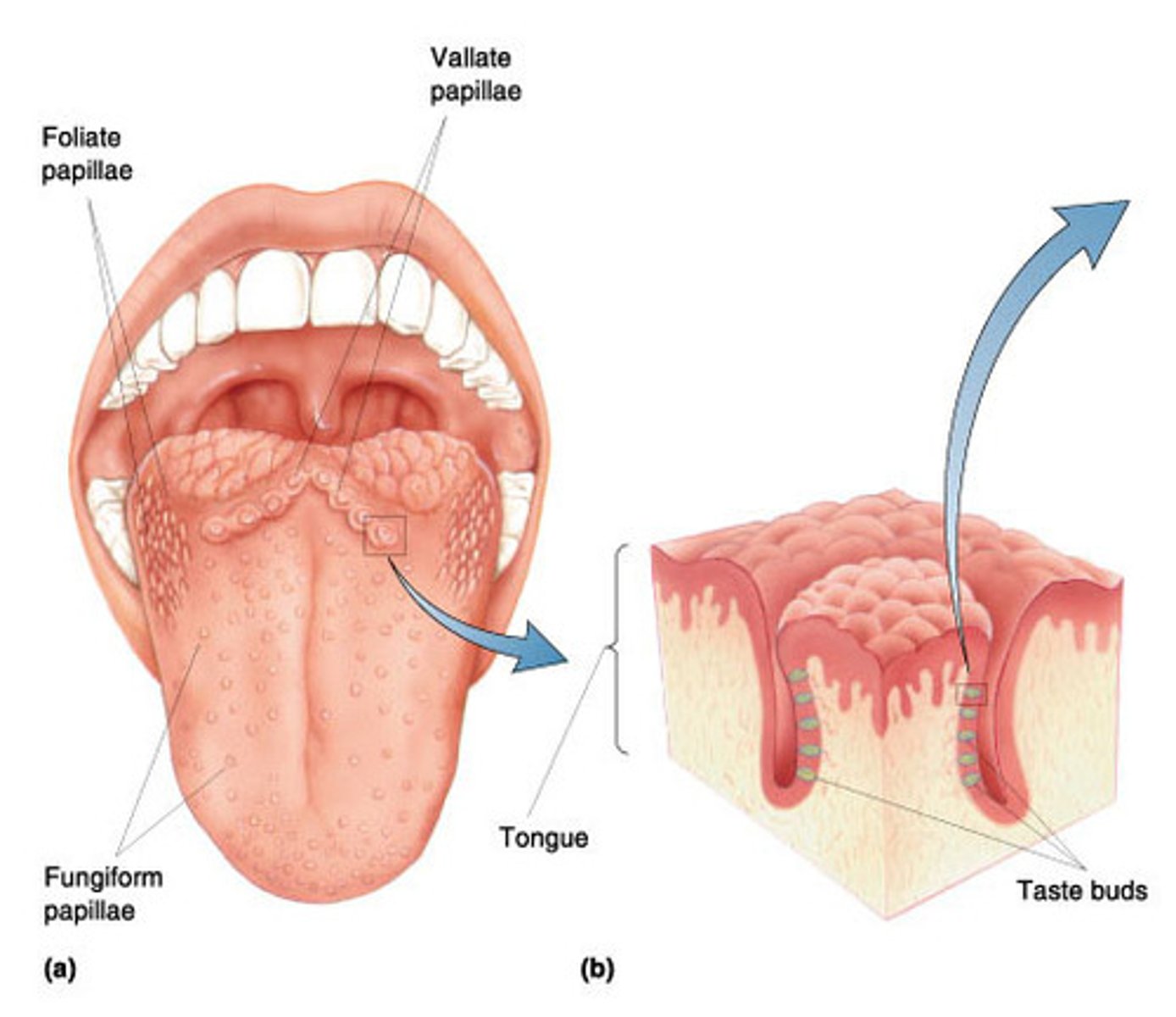 <p>circumvillate papillae</p><p>does have taste buds</p>