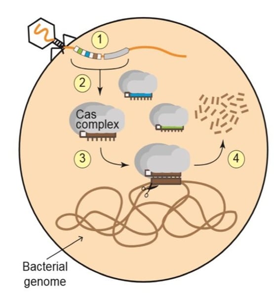 <p>1. Pathogenic bacteria are infected with an engineered phage that encodes a CRISPR-Cas system in its genome. The CRISPR-Cas system has a crRNA that targets the bacterial chromosome.<br><br>2. The CRISPR-Cas system is transcribed and the Cas complexes are assembled.<br><br>3. The Cas complex carrying the crRNA that matches the bacterial genome will bind to its target in the genome.<br><br>4. The Cas complex shreds the bacterial genome and kills the cell.</p>