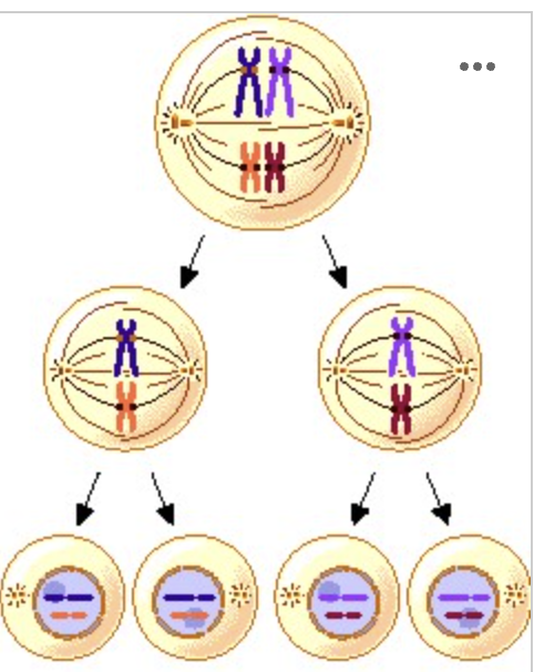 <p>What process is illustrated? </p>