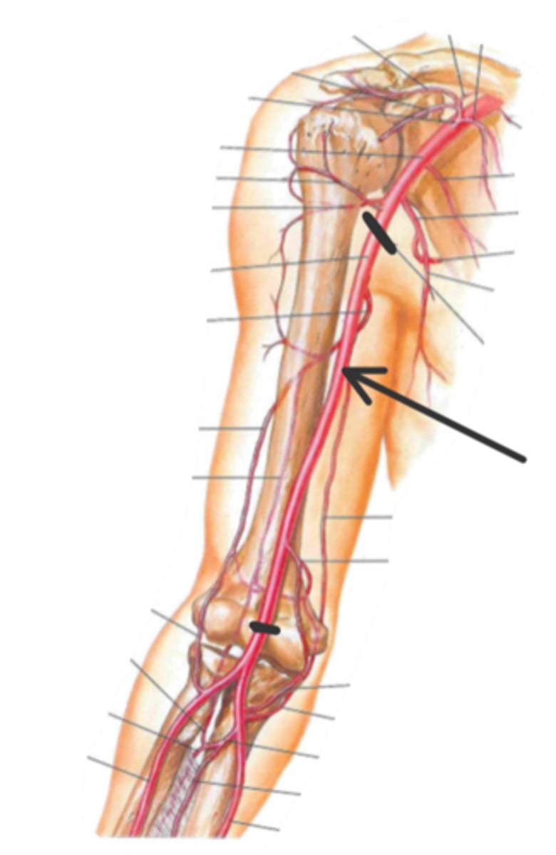 <p>identify the structure(s) indicated by the arrow</p>