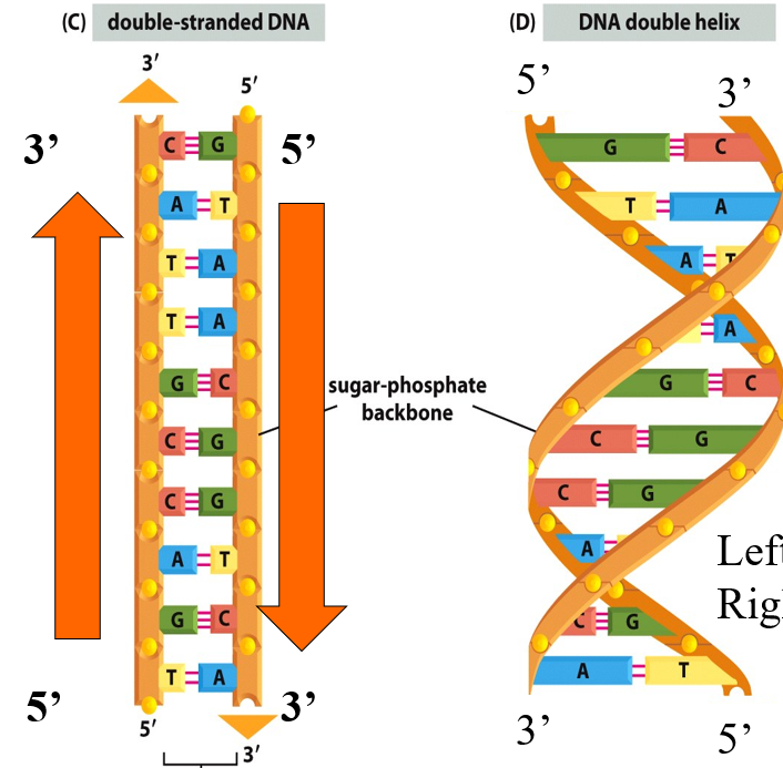 <p>Example of reading DNA strand</p>