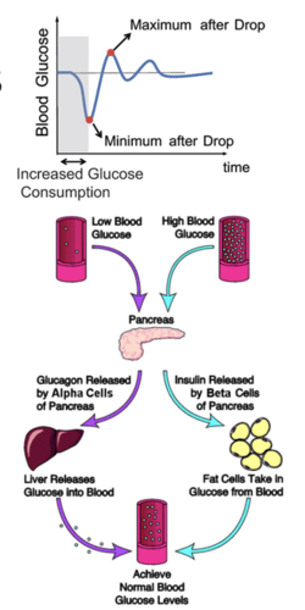 <p>- Each hormone has it's own stimulus for secretion (disturbance of homeostasis)</p><p>- Stimulus causes the organ to secrete the hormone into the blood stream</p><p>- Hormone acts on target cells to restore homeostasis</p><p>- Once restored, hormone concentration and gland activity</p>