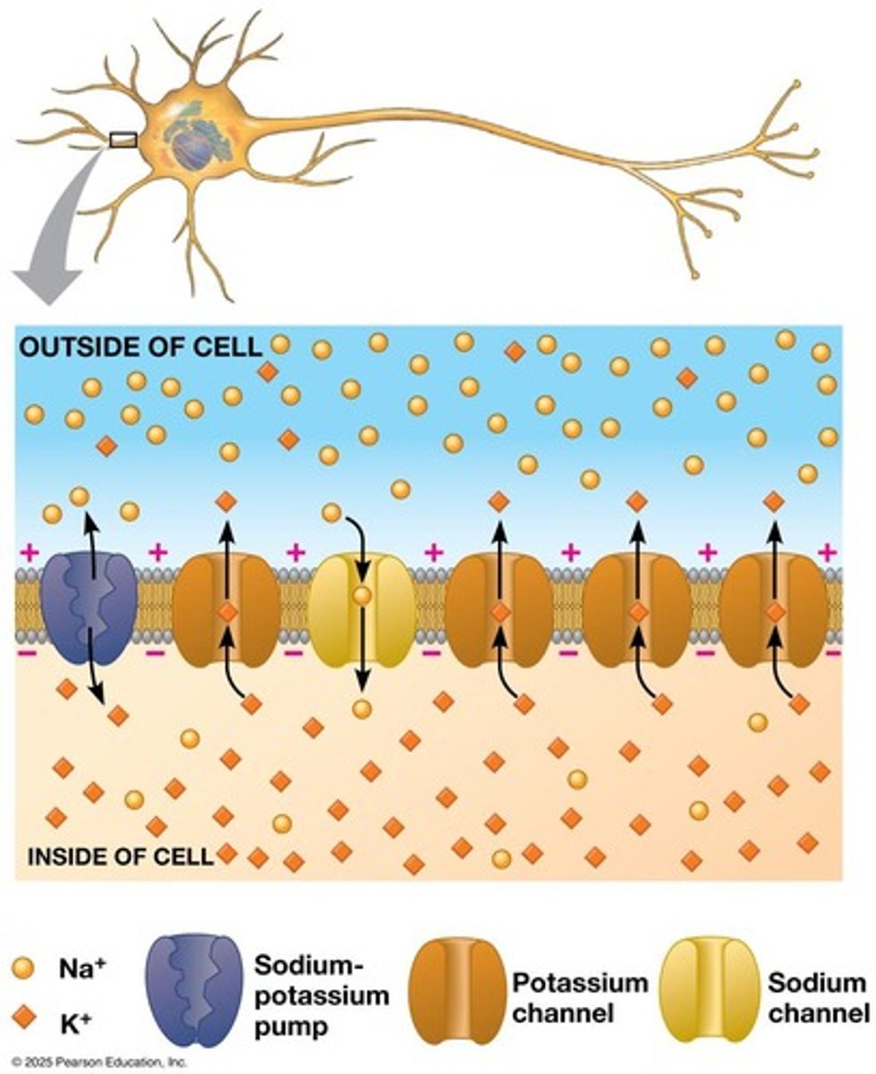 <p>They maintain ion gradients across the plasma membrane using ATP.</p>