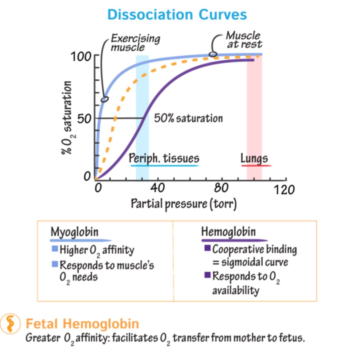 <p>@ high pO2 (100) of lungs, both fully loaded (sat=1)</p><p>Active tissues pO2=20</p><p>- Myo can't release O2 at this pressure; haem can release approx. 75% of O here.</p><p>- pO2=5 Myo releases 'O'. Because last stores of O2 have been depleted.</p>