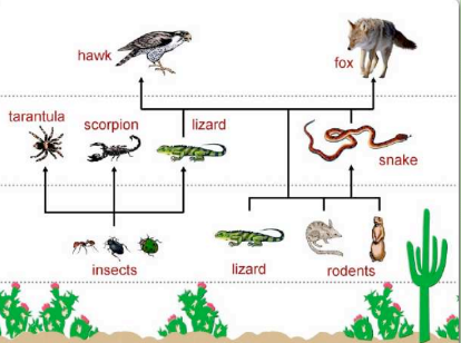 <p><span>Hawks, foxes</span></p><p><span>Lizards, snakes, tarantulas, scorpions</span></p><p><span>Insects, rodents</span></p><p><span>Plants</span></p>