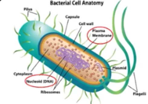 <p>Prokaryotic Cells</p>