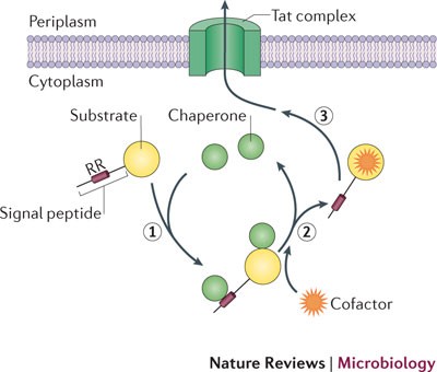 <p>Describe the steps in the <strong>Twin Arginine</strong> <strong>Transport (TAT) </strong>pathway for bacterial proteins (slide 14)</p><p>Include:</p><p>1) <strong>Tat A/B/C</strong> (Tat Complex) </p><p>2) <strong>Signal peptidase</strong></p><p>4) <strong>PMF</strong></p>