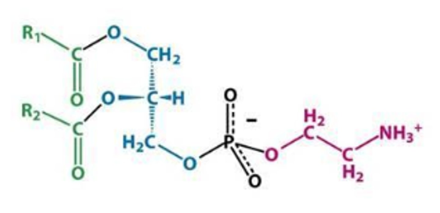 <p>What is this phosphoglyceride?</p>