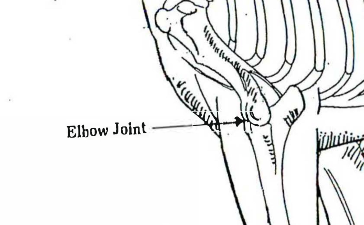<p>Elbow joint </p>