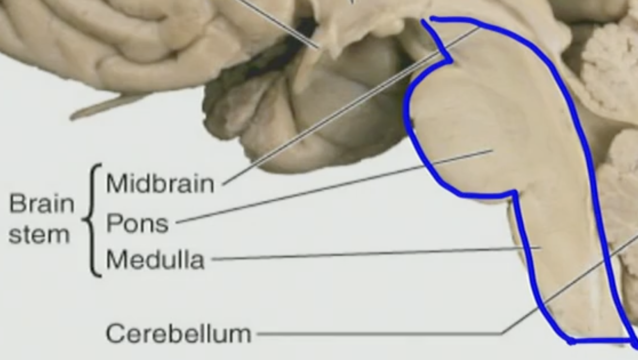 <p>brainstem</p>
