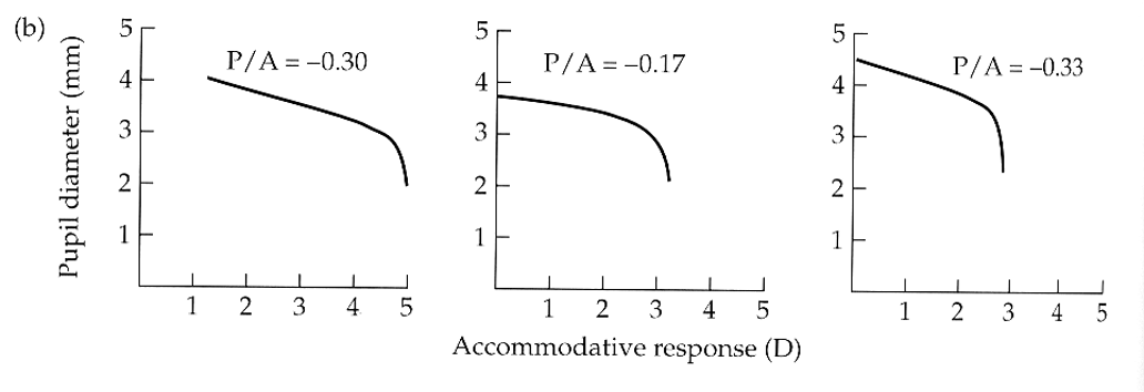 <p><strong>decreases linearly</strong> until the accommodative response can no longer respond. slope = pupil size/accommodation ratio (P/A)</p>