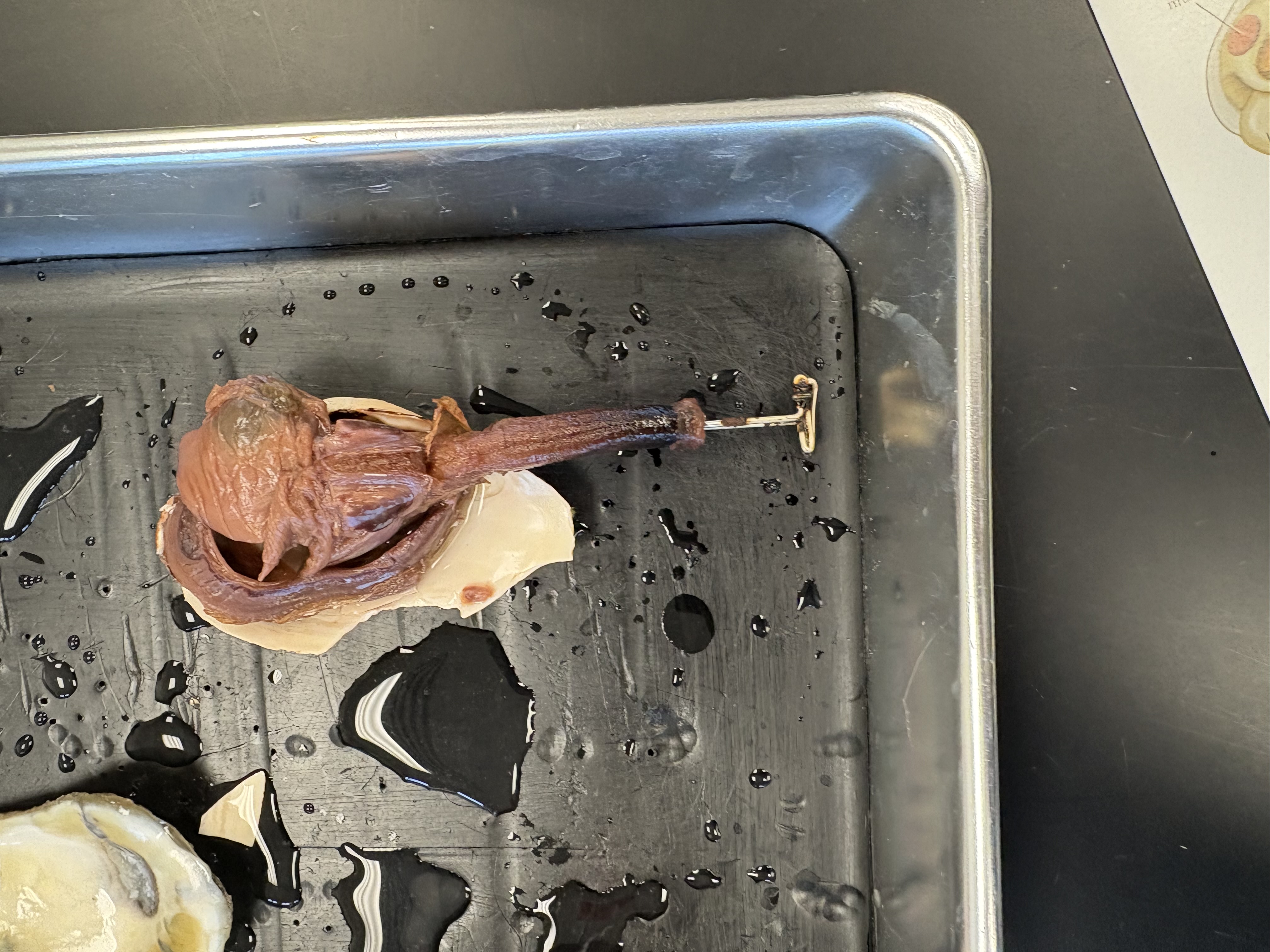 <p>what is the pin in in this photo of a clam (Class Bivalvia)</p>