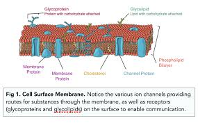 <p>Permeable structure</p><p>controls movement of substances through cells</p>