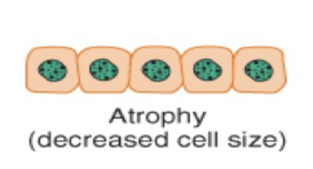 <p>Atrophy is a type of cellular adaptation where there is a _____ in cell size due to ____ synthesis or increased _____ _____, or both.</p>