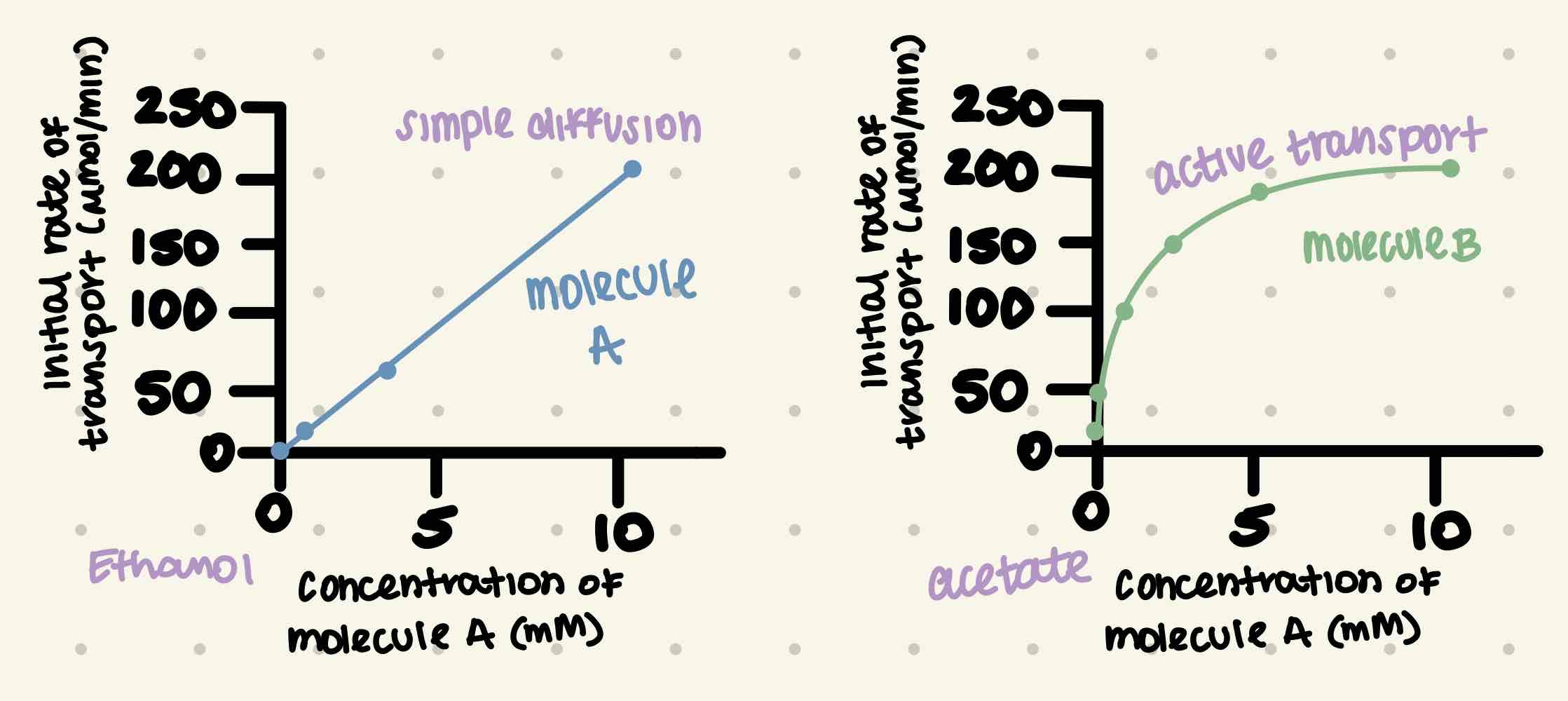 <p>refer to image for identity. </p><p>Molecule A represents simple diffusion of ethanol because it is a neutral compound and does not require ATP to enter the cell. </p><p>Molecule B is the active transport of acetate because the rate of transport plateaus, meaning it is only able to diffuse so much of the negatively charged molecule at a time.  </p>