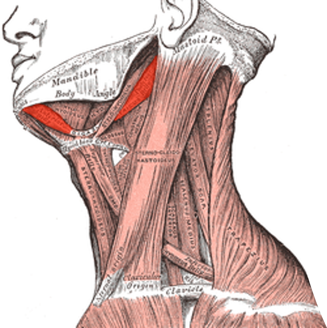 <p>2 bellied muscle </p>