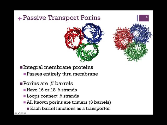 <p>Porins are a major class of water-filled, beta-barrel transmembrane proteins channels</p>