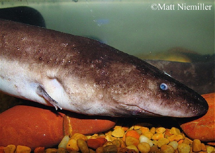 <p><span>Adults are bi-colored, with a black, slate, or brownish back and a lighter gray belly. The four limbs are extremely thin and elongated and each foot has three toes.&nbsp; &nbsp;The tail is laterally compressed to aid in swimming and there are no external gills.</span></p>