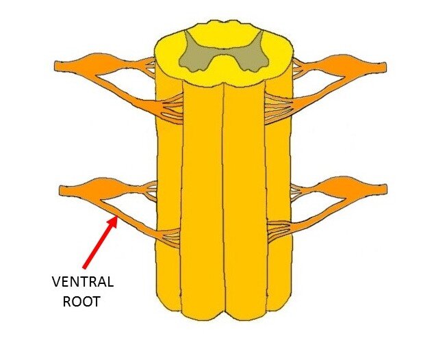 the motor root of a spinal nerve, which carries motor information from the spinal cord to the rest of the body and leaves from the anterior side of the cord