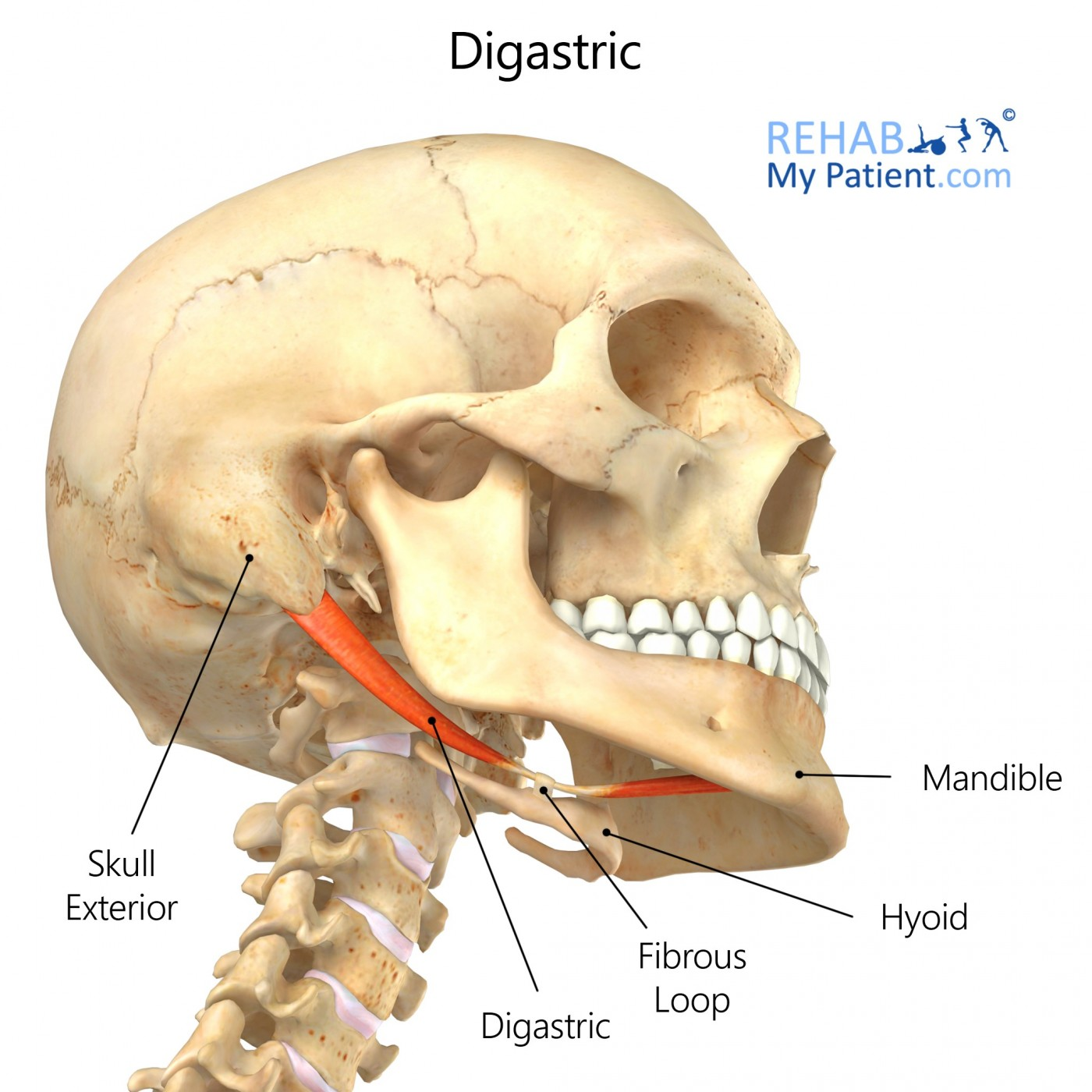 <p>O: Anterior belly- digastric fossa of mandible, Posterior belly- mastoid notch</p><p>I: Intermediate tendon to hyoid</p><p>A: Depresses mandible, raises hyoid bone, steadies hyoid during speech and swallowing</p>