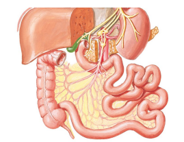 <p>X. Vagus Nerve: Autonomics control</p>