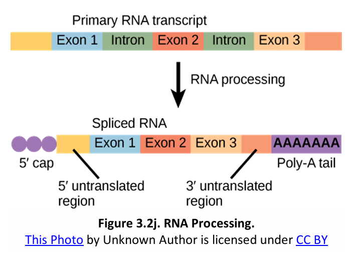 <p><strong>Post-Transcriptional Processing in Eukaryotes</strong><br>What does this image illustrate?</p>