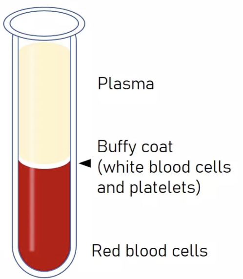 <ul><li><p>Plasma</p></li><li><p>Buffy coat (white blood cells and platelets)</p></li><li><p>Red blood cells</p></li></ul><p></p>
