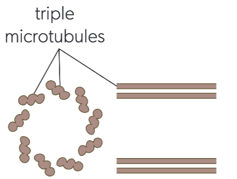 <p>centrioles</p>