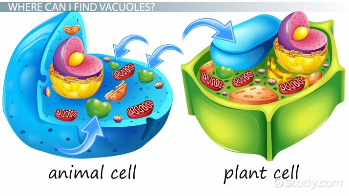 <p>vacuole</p>