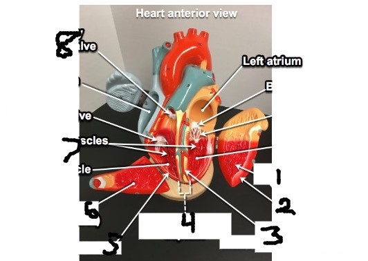 <p>6</p>