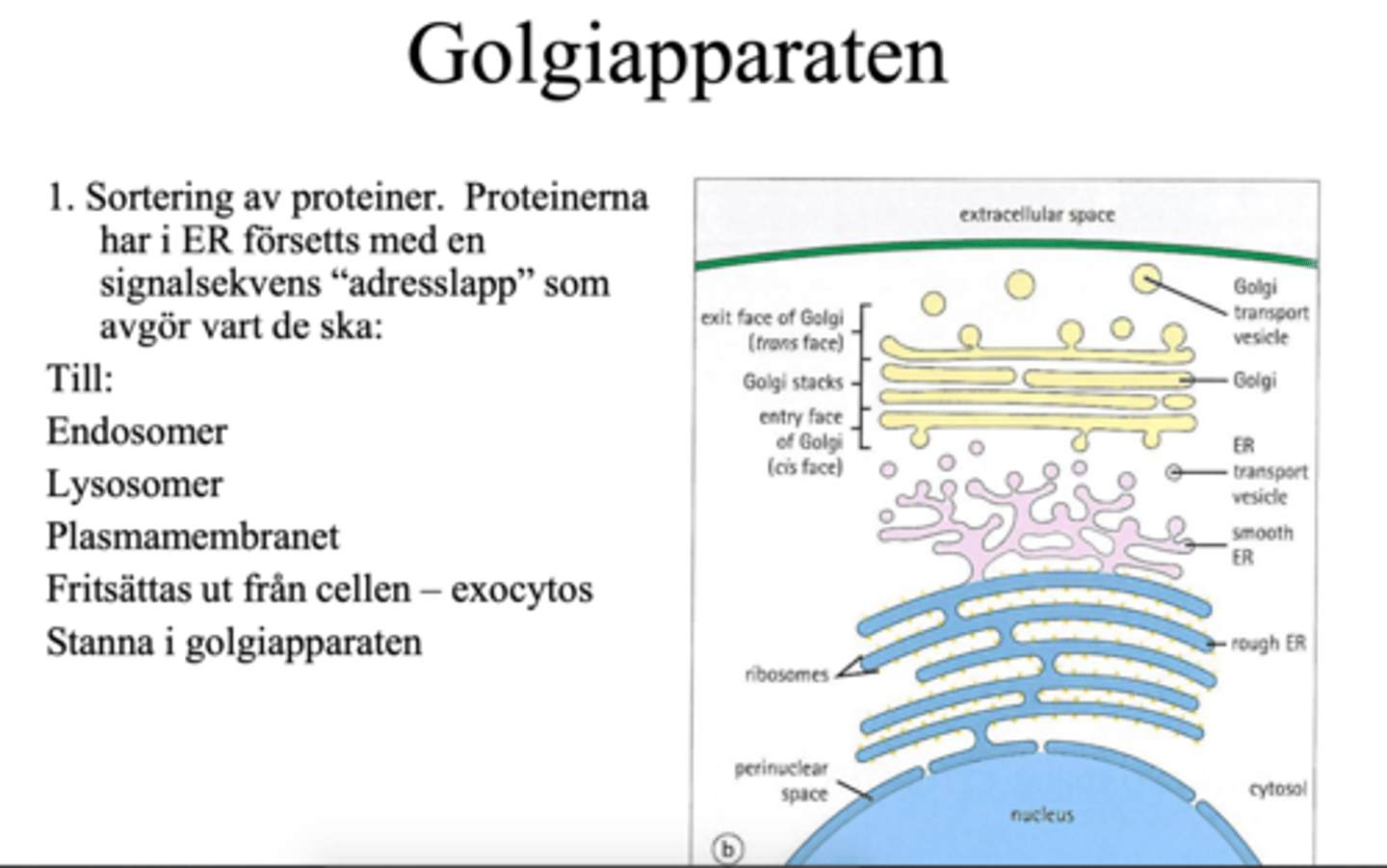<p>Proteinerna har i ER försetts med en signalsekvens “adresslapp” som avgör vart de ska. Golgiapparaten kommer att transportera dessa proteiner till:</p><p>- Endosomer,</p><p>- Lysosomer</p><p>- Plasmamembranet</p><p>Proteinera transporteras via transportvesikelblåsorna. </p>