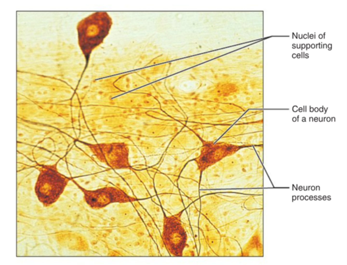 <p>neurons transmit electrical signals from sensory receptors and to effectors (muscles and glands); supporting cells support and protect neurons</p>