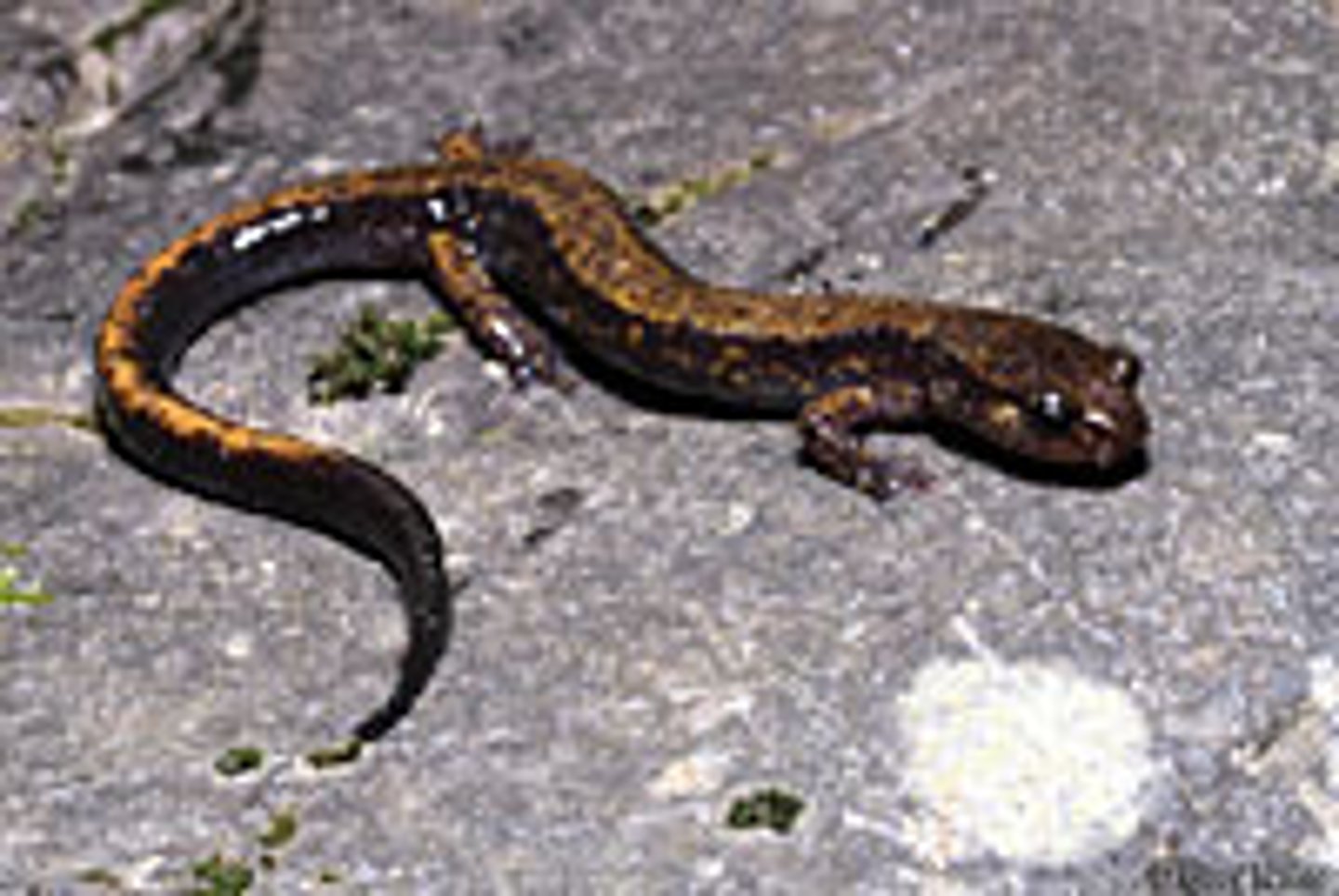 <p>Dunn's Salamander</p>