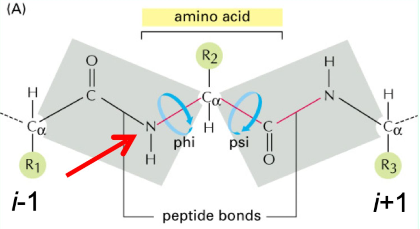 <p>N → φ (phi)→ C<sub>α</sub> → ψ (psi) → C=O → peptide bond, repeated along the chain (<strong>N</strong>ever fi(<strong>phi</strong>)ght the <strong>Alpha</strong> <strong>ps(i)</strong>y<strong>C</strong>h<strong>O</strong>).</p>